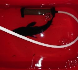 今日もメバリング