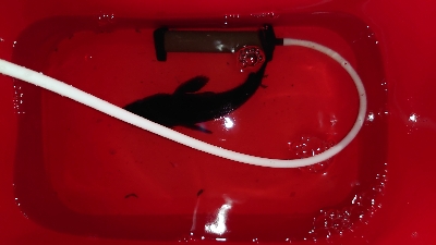 今日もメバリング