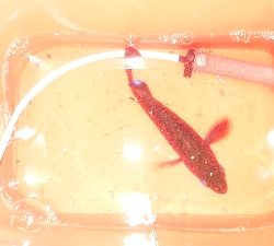 いつものメバリング