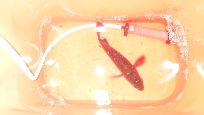 いつものメバリング