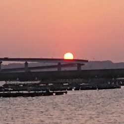 カマス絨毯発見！