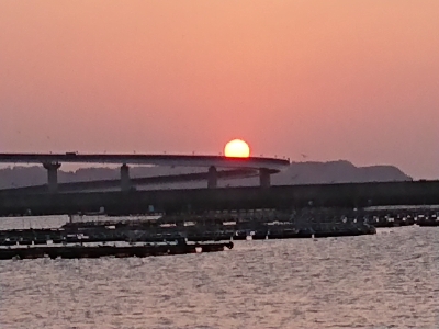 カマス絨毯発見！