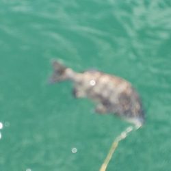 今年エビ撒き初スズキ