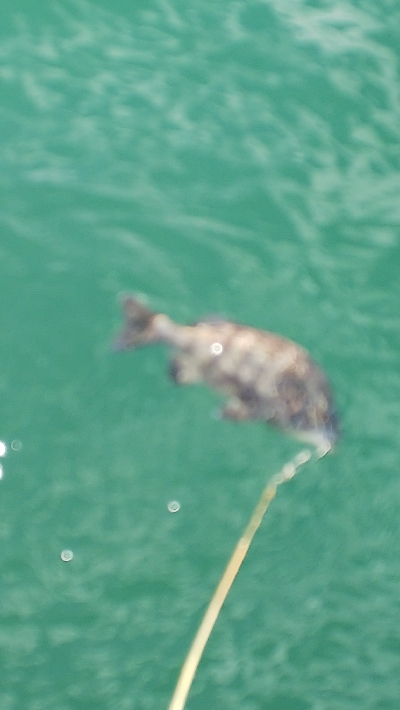 今年エビ撒き初スズキ