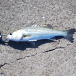 サイズアップが欲しいところ