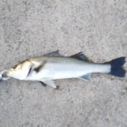 夕日を見ながらエビ撒きフィッシング