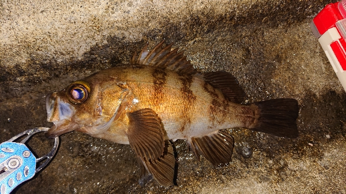 今日はメバル。