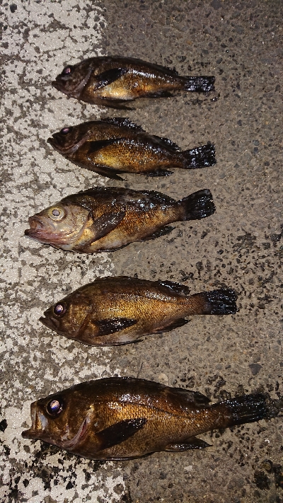 今日もメバリング。