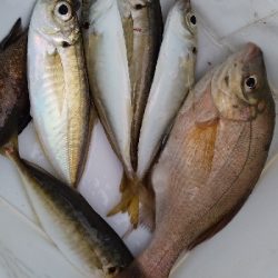 癒やしのサビキ釣り