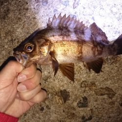 淡路メバリング