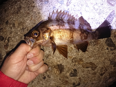 淡路ﾒﾊﾞﾘﾝｸﾞ