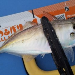 サビキでサクっと