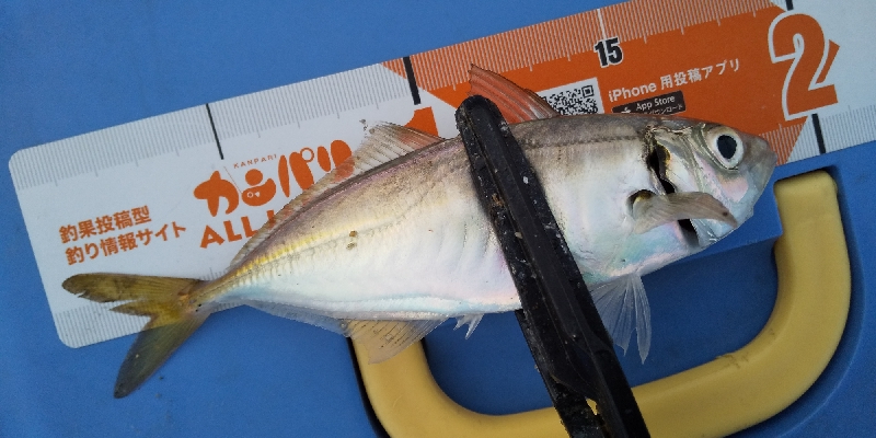 サビキでサクっと