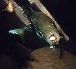 釣れない時期の釣り方