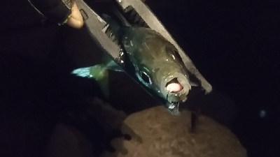 釣れない時期の釣り方