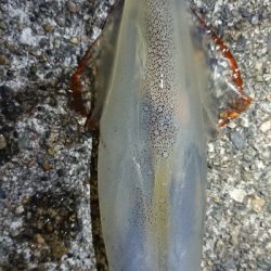 朝マズメヤリイカ狙い