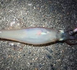 夕方からのヤリイカエギング
