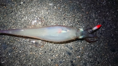 夕方からのヤリイカエギング