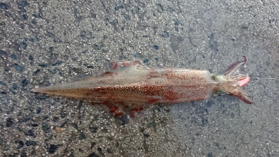 朝マズメ、ヤリイカ狙い