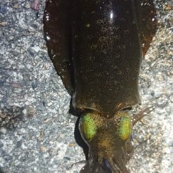 仕事終わりヤリイカ狙い