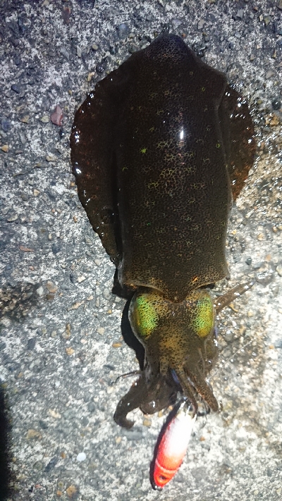 仕事終わりヤリイカ狙い