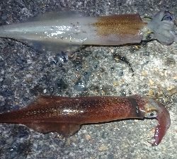 仕事終わりヤリイカ狙い