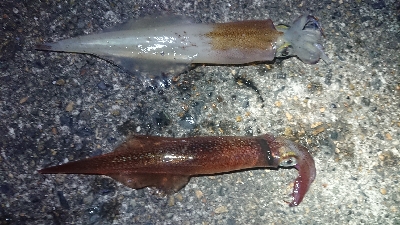 仕事終わりヤリイカ狙い