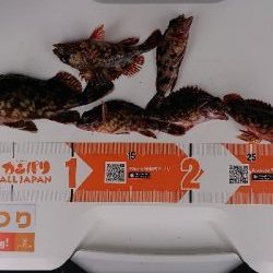 久しぶりの淡路島釣行