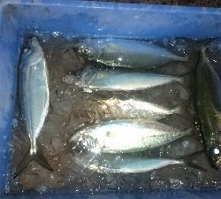 しばらくぶりのキロアップ&メアジのナブラ