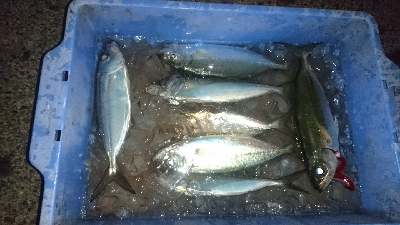 しばらくぶりのキロアップ&メアジのナブラ