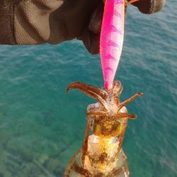 仲間情報に誘惑されて出撃