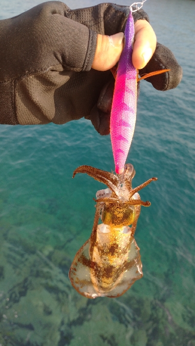 仲間情報に誘惑されて出撃