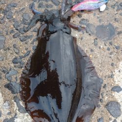 半日だけエキング