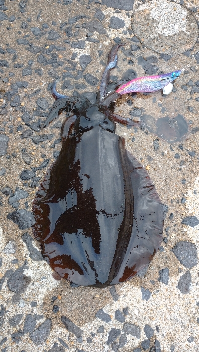 半日だけエキング