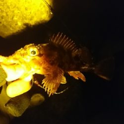 癒しのガッシー