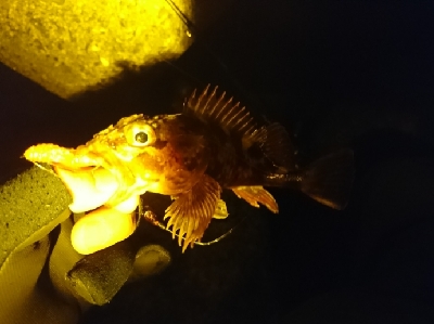 癒しのガッシー