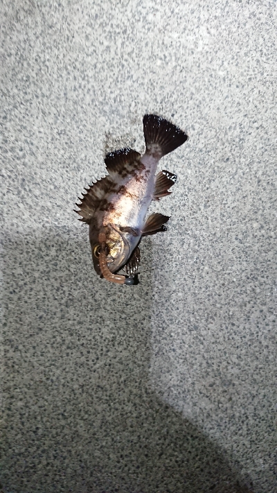 チビッ子メバル