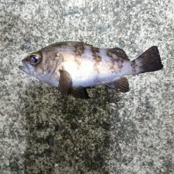 フロートしばり