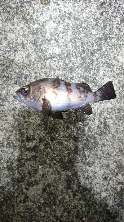 フロートしばり