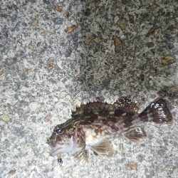 シャローエリアにて