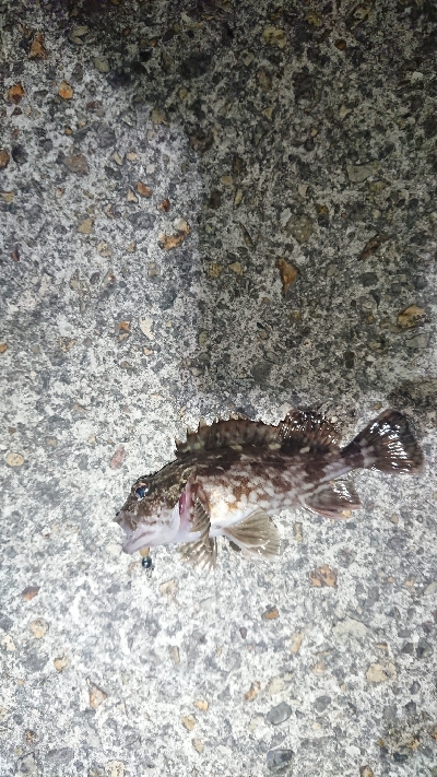 シャローエリアにて