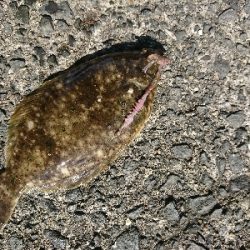 爆風スランプの中、カレイGET!