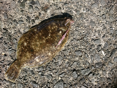 爆風スランプの中、カレイGET！