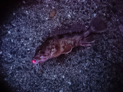 ライブベイトで初釣果！ヒラメGET