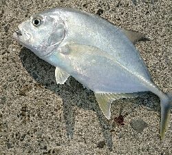 デイアジングで、良型アジと尺メッキ！！