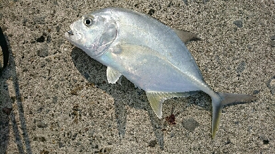 デイアジングで、良型アジと尺メッキ！！