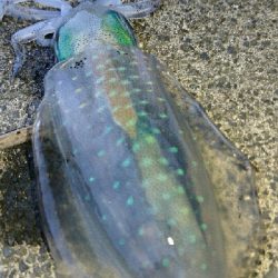 五目達成ならず。アジ、メバル、あらかぶ、アオリイカ