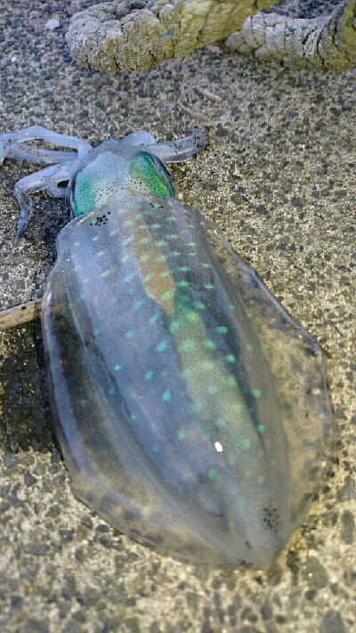 五目達成ならず。アジ、メバル、あらかぶ、アオリイカ