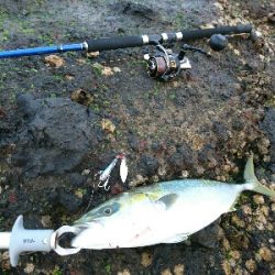 朝マズメにナブラ発生!3投目に青物ヒット❗