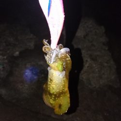 今年の記録更新